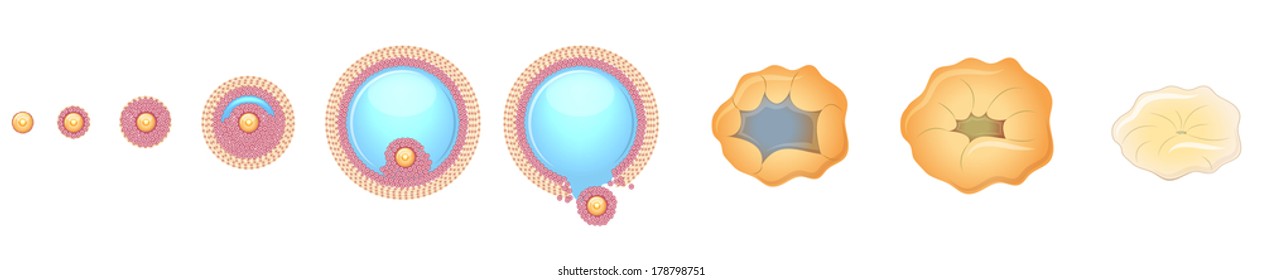 Ovulation Process.  Release Of A Mature Egg From The Ovarian Follicle. Isolated On A White Background.