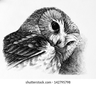 Owl Drawing Stock Illustration 142795792