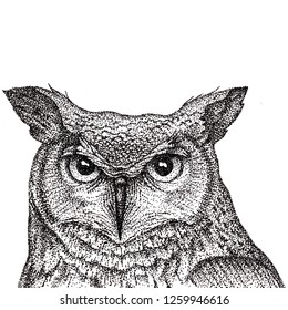 Owl. Pointillism. Bird Owl.