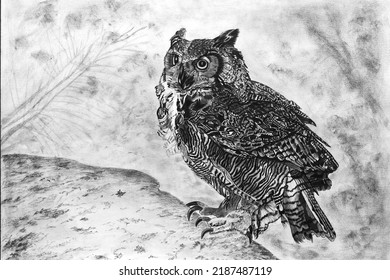 Owl sitting ledge rock    pencil drawing
