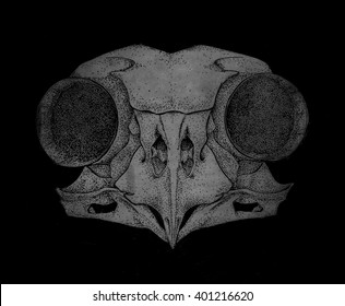 Owl Skull