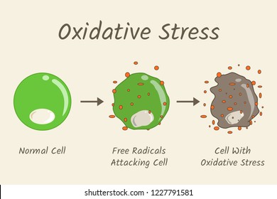 Oxidative Stress Diagram. Free Radicals Attacking Cell. 