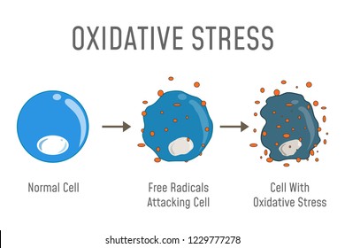 Oxidative Stress Diagram. Free Radicals Attacking Cell. 