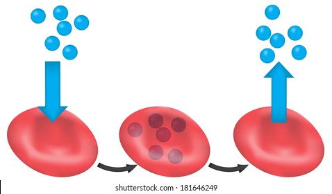 Oxygen Transport High Res Stock Images Shutterstock