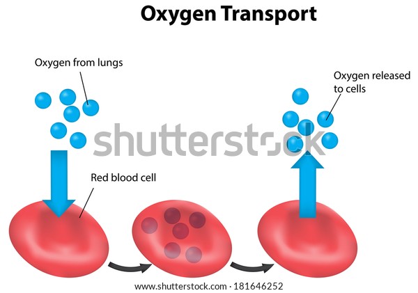 oxygen transport