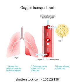 Select The Correct Statement About Oxygen Transport In Blood 65+ Pages Answer [1.35mb] - Latest Revision 