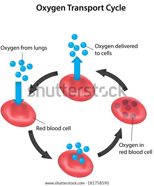 Oxygen Transport Cycle Labeled Diagram Stock Illustration 181758590