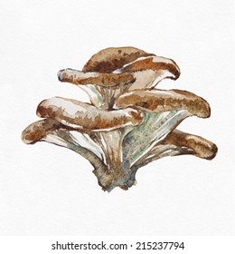 Oyster Mushroom Isolated On White Background. Watercolor Illustration.