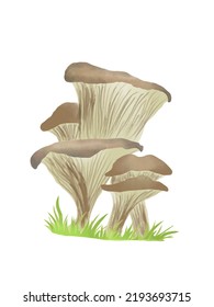 Oyster Mushroom Watercolor Fungus Illustration