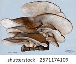 Oyster mushrooms (Pleurotus ostreatus) growing on wood. Watercolour by G. Hardius, 1895. Vintage fungi drawing illustration painting. Vintage mushroom illustration painting.