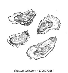 Oyster Sketch Illustration. Oyster Shell