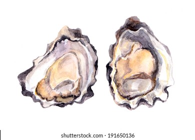 Oyster. Watercolor