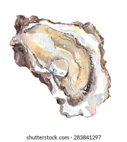 Oyster. Watercolor