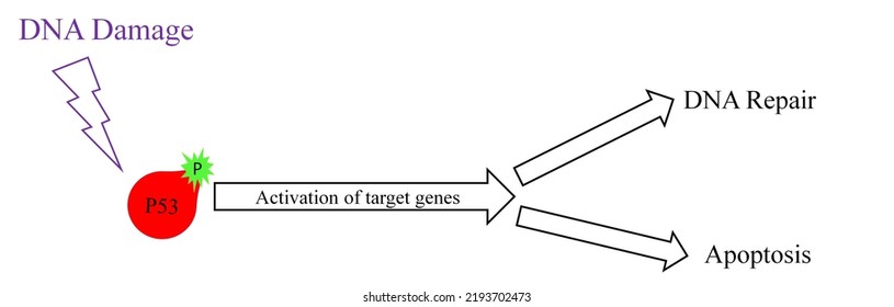 P53 In Response To DNA Damage And Other Stresses.