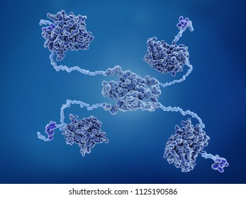 P53 Tumor Suppressor Protein.
P53 Prevents Cancer Formation And Acts As A Guardian Of The Genome. Mutations In The P53 Gene Contribute To About Half Of The Cases Of Human Cancer. 3d Rendering