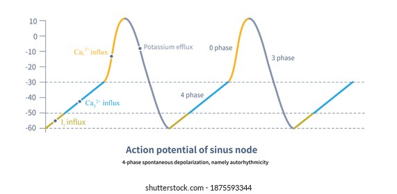 The pacemaker cells of the sinus node can spontaneously generate action potentials, that is, 4-phase spontaneous depolarization. Sinus node is the master of human heart rate.