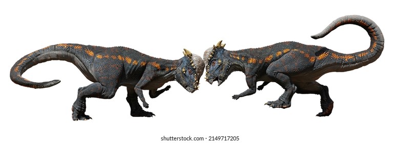 pachycephalosaurus head butting