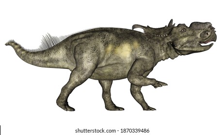Pachyrhinosaurus dinosaur walking isolated in white background - 3D render