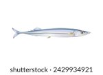 Pacific saury fish isolated on light background. Fresh fishes in a simple flat style.  for design seafood packaging and market illustration. . Marine life or water nature inhabitant.