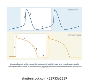 Pacing cells in the sinus node spontaneously produce electrical impulses, and the membrane potential of these cells is unstable during phase 4, producing pacing currents.