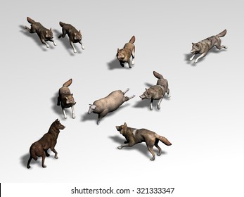 Pack Of Wolves Hunting A Sheep