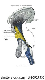 A Page From A 19th-century Textbook Explaining The Structure Of The Hindbrain