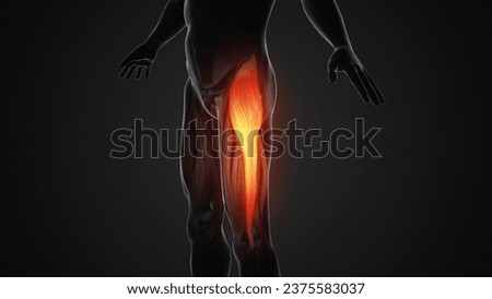 Pain and injury in the Tensor Fasciae Latae Muscles 3d illustration Zdjęcia stock © 