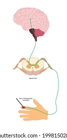 Pain Pathway. Nociception.  Ascending Pathway That Connect The Periphery With The Brain During Pain And Temperature Sensation. Hand, Spinal Cord And Brain. 