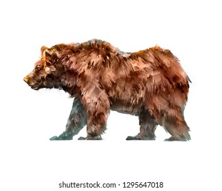 Painted Colored Animal Walking Bear Side View