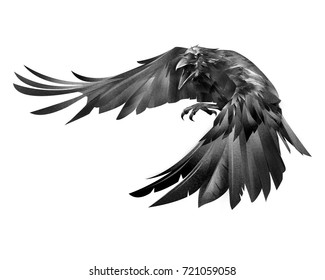 Crowing Images Stock Photos Vectors Shutterstock