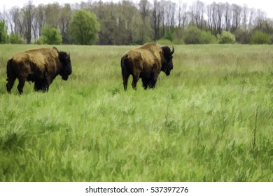 Painterly abstract of two American bison (binomial name: Bison bison) in a tallgrass prairie reserve operated by the U.S. Forest Service, springtime in northern Illinois, USA
