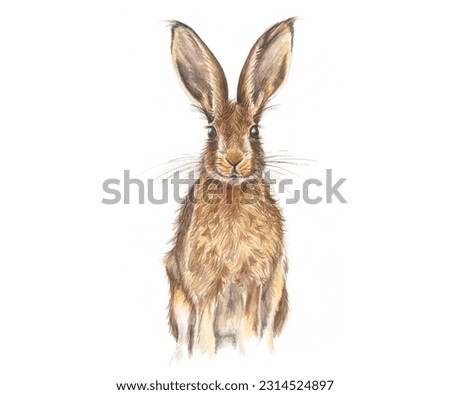 Painting of brown hare, looking at the camera. 