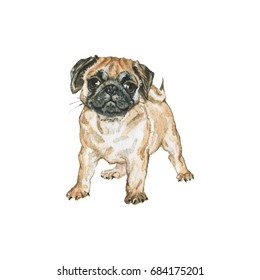 Painting pug dog portrait. Hand drawn cute puppy. Watercolor isolated pets illustration on white background