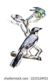 Painting Of  Three Birds On A Tree Branch. Beautiful Illustration Of Birds On A White Background. Stock Of Illustration.