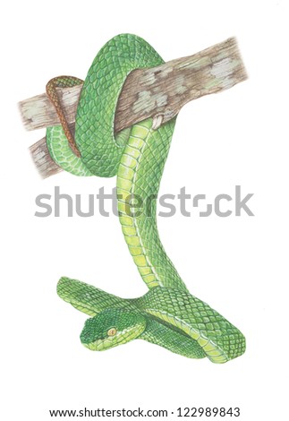 Painting with watercolor on paper /green pit viper