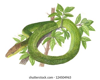 67,735 Snake watercolor Images, Stock Photos & Vectors | Shutterstock