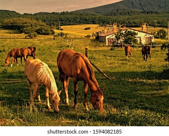 Pair Of Horses On Mountain Farm. Photo Illustration. Some Horses In The Background. Beautiful Summer Timber Environment With Blue Sky. Bronco In The Wood On The Green Grass. 