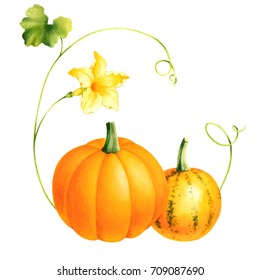 Pair pumpkins and flower   leaves  Isolated watercolor drawing squash  Colorful seasonal vegetables 