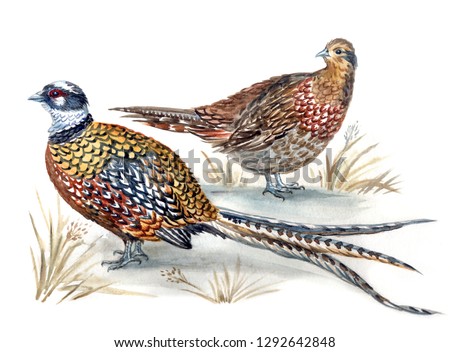 A pair of Royal Pheasants (Syrmaticus reevesi), male and female, watercolor painting.