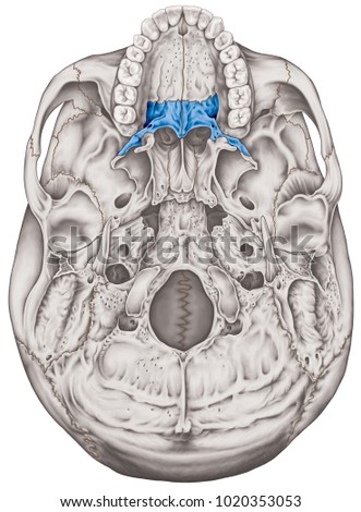 palatine bone cranium bones head skull stock illustration 1020353053 palatine bone