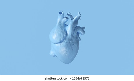 Pale Blue Anatomical Heart 3d Illustration 3d Render