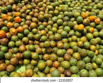 Tucumã palm fruits (Astrocaryum aculeatum) Amazonas, Brazil
