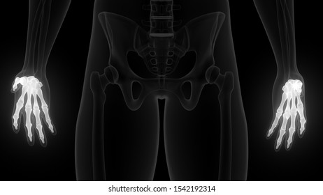 Lower Limb Bones Images, Stock Photos & Vectors | Shutterstock