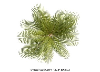 Palm Leaf, Coconut Leaf, Or Fern. Tropical Plant. Different Rendered 3d Illustrations On White Background. With Clipping Path