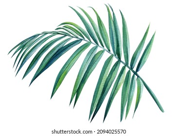 Palm Leaf Isolated On White Background. Watercolor Tropical Plant. Botanical Illustration. 