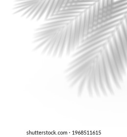 Palm Leaf Shadow Overlay Effect. Abstract Background With Tropical Leaves Shadows. 3d Rendering.