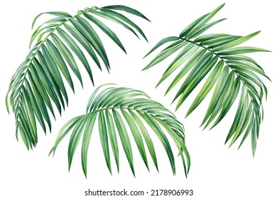 Palm leaf. Tropical leaves set. Jungle botanical watercolor illustrations, hand-draw floral elements