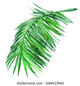 Palm Leaves Isolated On A White. Single Element For Floral Design. Hand Drawing Illustration Watercolour. Green Tropical Leaf Curves And Natural.