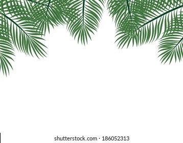 Palm leaves on white background.