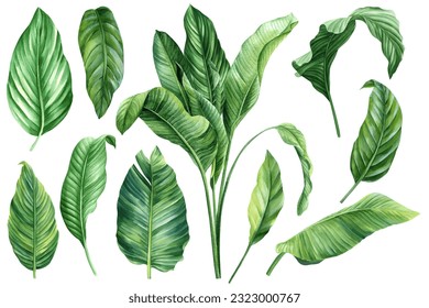 Palm leaves set in isolated background, watercolor botanical painting. Jungle illustrations, banana leaf. Tropical plant